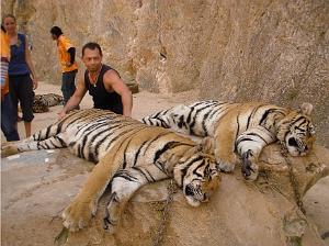 THAILANDE LE TEMPLE DES TIGRES (9)